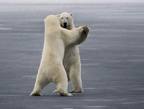 Waltzing Polar Bears